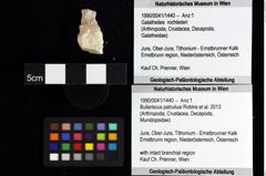 Foto (Objket + Etiketten) von Longodromites angustus (Reuss 1858) 